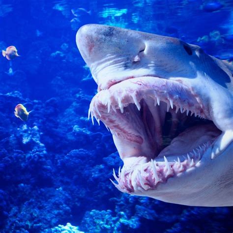 Fishing for Loan Sharks .